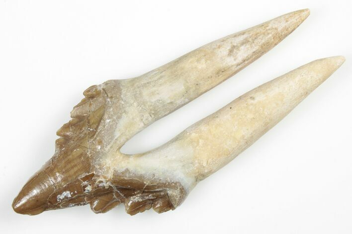 Fossil Primitive Whale (Basilosaur) Premolar Tooth - Morocco #215104